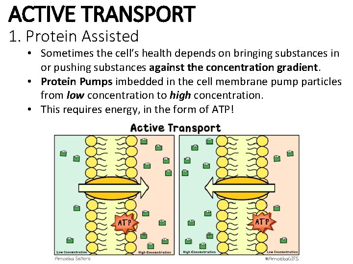 ACTIVE TRANSPORT 1. Protein Assisted • Sometimes the cell’s health depends on bringing substances