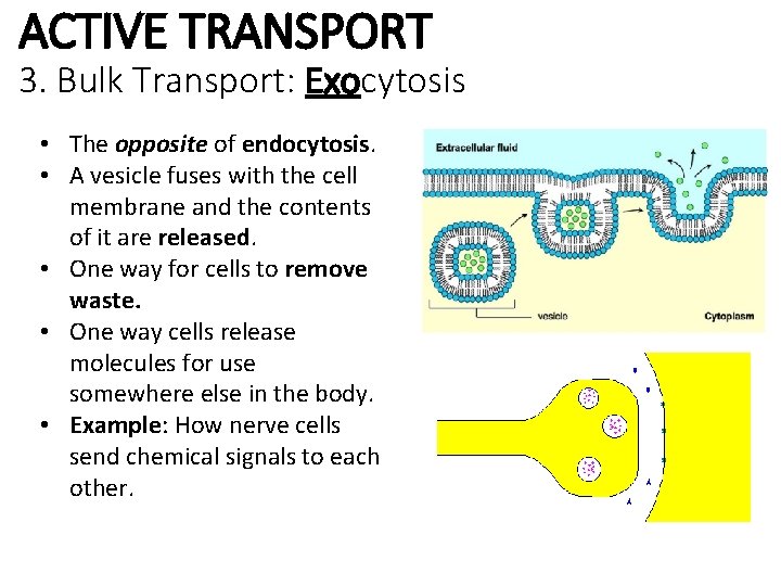 ACTIVE TRANSPORT 3. Bulk Transport: Exocytosis • The opposite of endocytosis. • A vesicle
