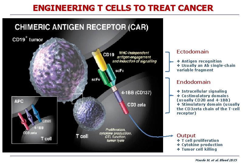 ENGINEERING T CELLS TO TREAT CANCER Ectodomain v Antigen recognition v Usually an Ab