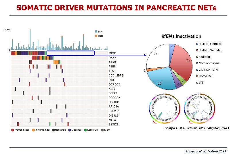 SOMATIC DRIVER MUTATIONS IN PANCREATIC NETs Scarpa A et al, Nature 2017 