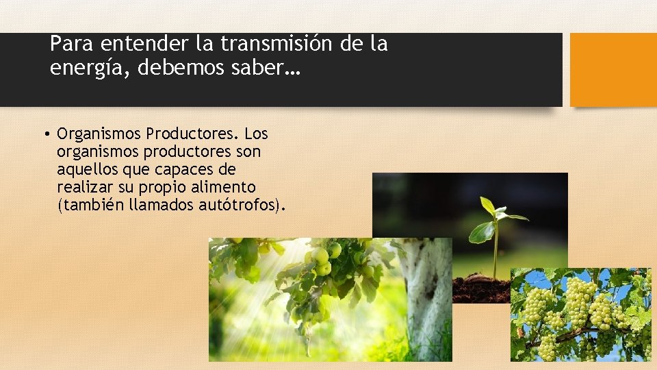 Para entender la transmisión de la energía, debemos saber… • Organismos Productores. Los organismos