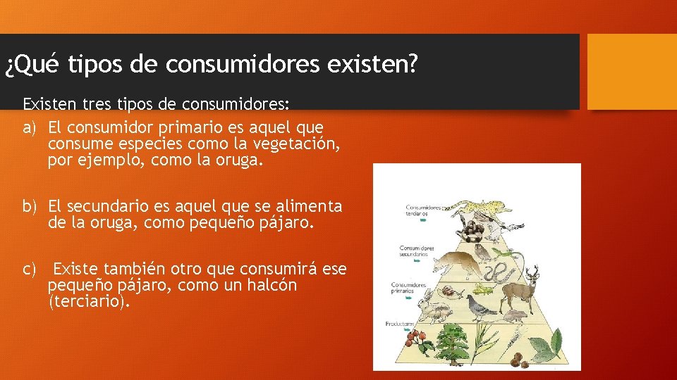 ¿Qué tipos de consumidores existen? Existen tres tipos de consumidores: a) El consumidor primario