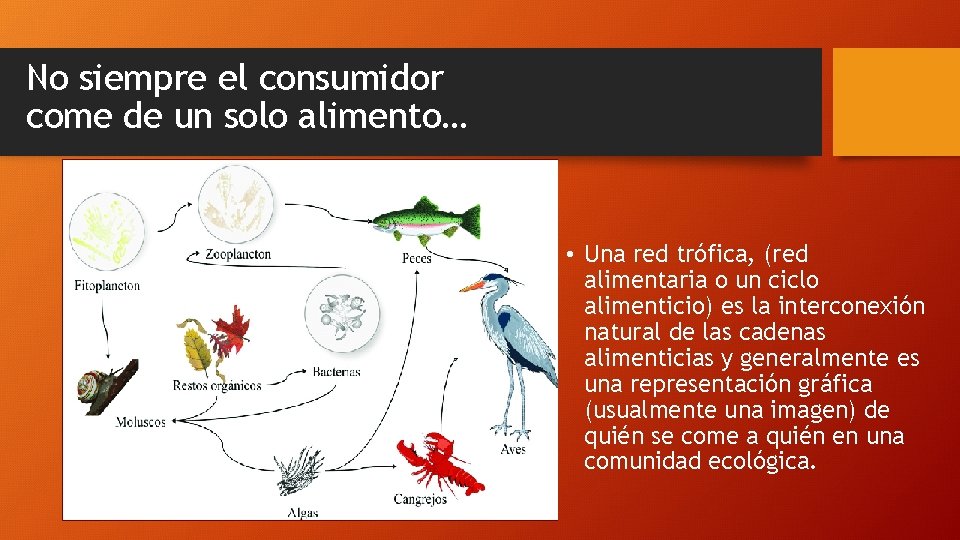 No siempre el consumidor come de un solo alimento… • Una red trófica, (red