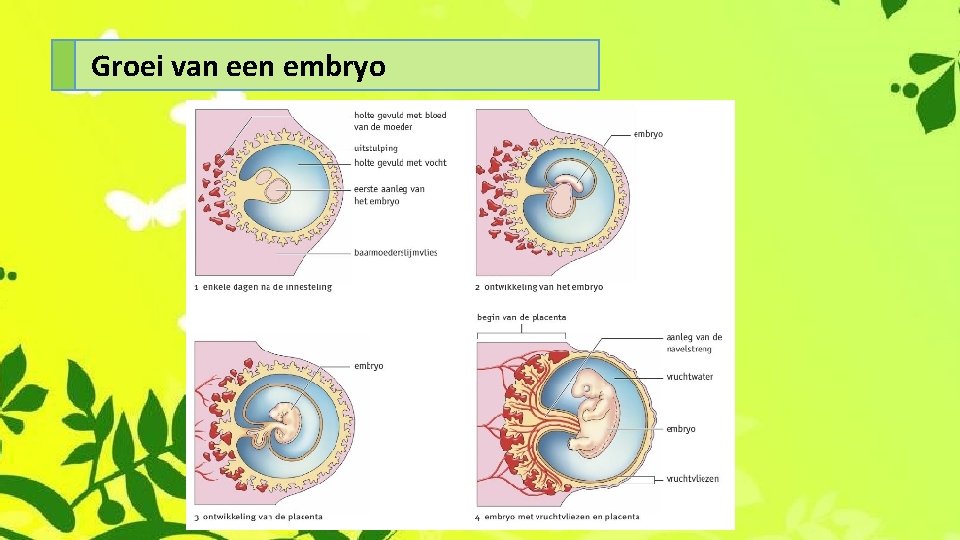 Groei van een embryo 