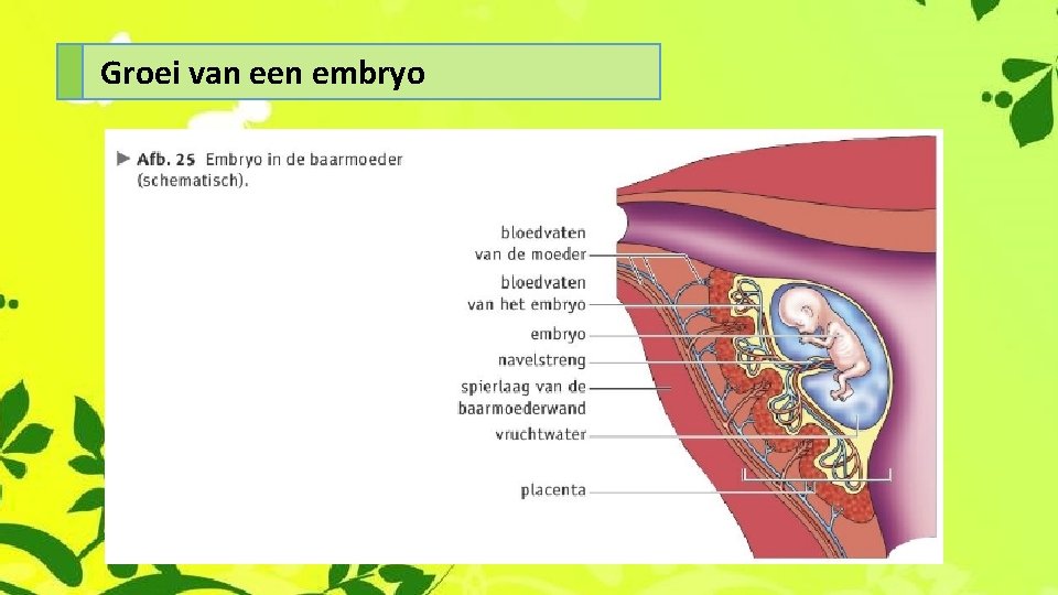 Groei van een embryo 