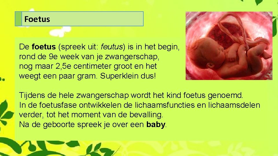 Foetus De foetus (spreek uit: feutus) is in het begin, rond de 9 e