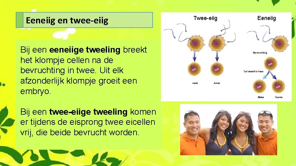 Eeneiig en twee-eiig Bij eeneiige tweeling breekt het klompje cellen na de bevruchting in