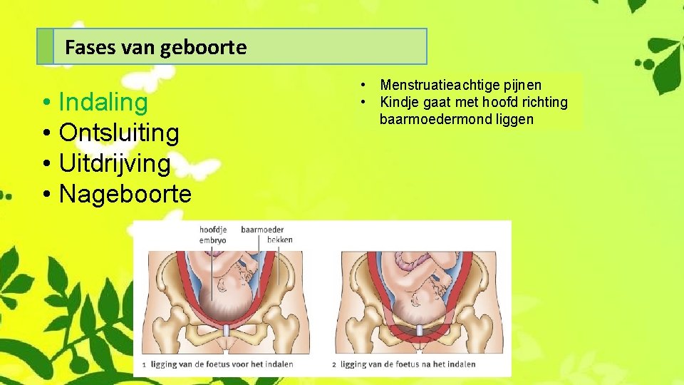 Fases van geboorte • Indaling • Ontsluiting • Uitdrijving • Nageboorte • Menstruatieachtige pijnen