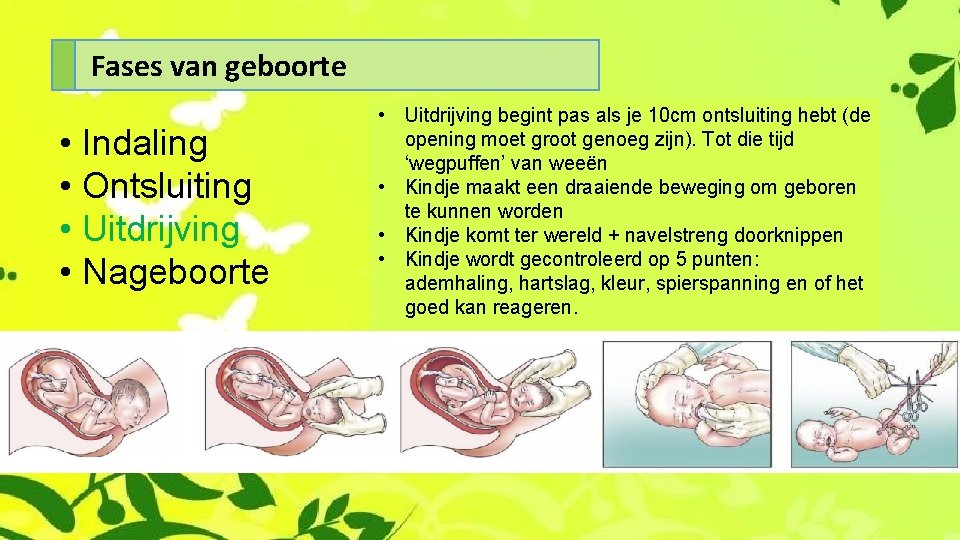 Fases van geboorte • Indaling • Ontsluiting • Uitdrijving • Nageboorte • Uitdrijving begint