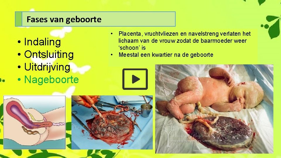 Fases van geboorte • Indaling • Ontsluiting • Uitdrijving • Nageboorte • Placenta, vruchtvliezen