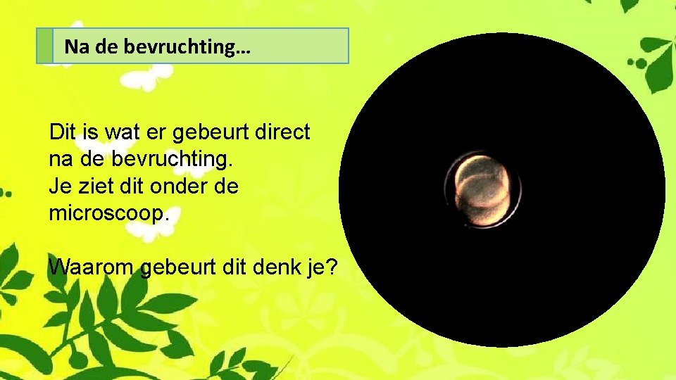 Na de bevruchting… Dit is wat er gebeurt direct na de bevruchting. Je ziet