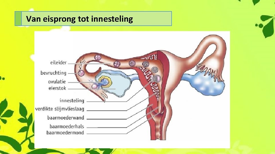 Van eisprong tot innesteling 