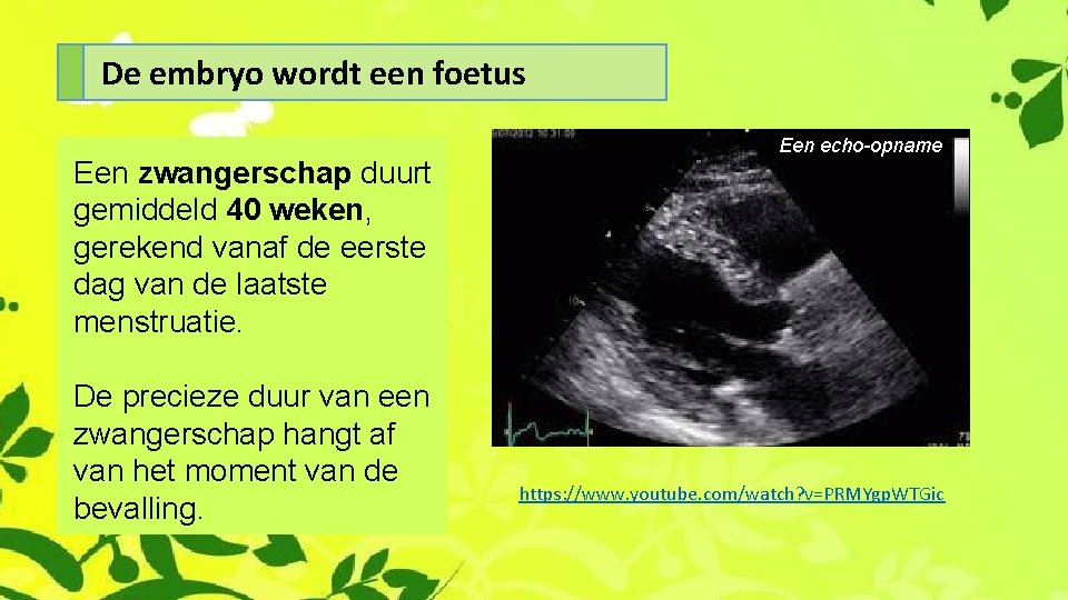 De embryo wordt een foetus Een zwangerschap duurt gemiddeld 40 weken, gerekend vanaf de