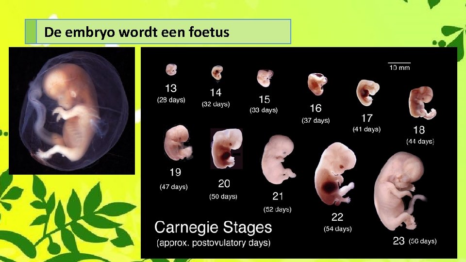 De embryo wordt een foetus 