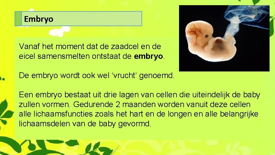 Embryo Vanaf het moment dat de zaadcel en de eicel samensmelten ontstaat de embryo.