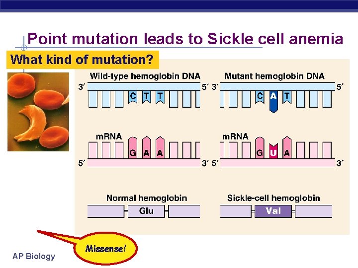 Point mutation leads to Sickle cell anemia What kind of mutation? AP Biology Missense!
