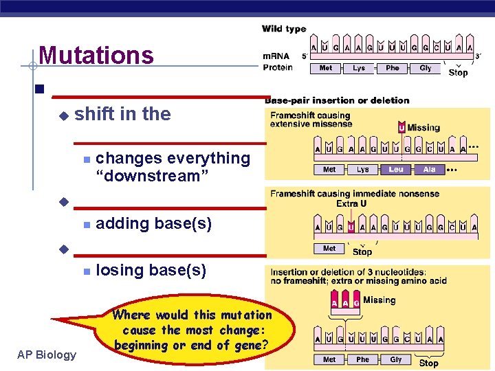 Mutations n __________ u shift in the __________________ n u changes everything “downstream” adding
