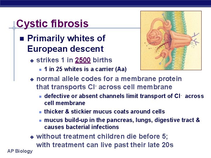 Cystic fibrosis n Primarily whites of European descent u strikes 1 in 2500 births
