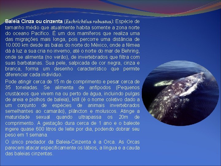 Baleia Cinza ou cinzenta (Eschrichtius robustus): Espécie de tamanho médio que atualmente habita somente