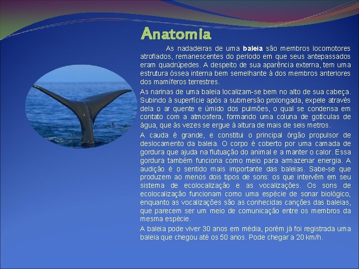 Anatomia As nadadeiras de uma baleia são membros locomotores atrofiados, remanescentes do período em