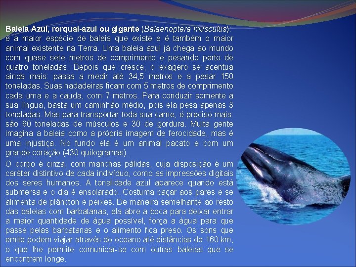 Baleia Azul, rorqual-azul ou gigante (Balaenoptera musculus): é a maior espécie de baleia que