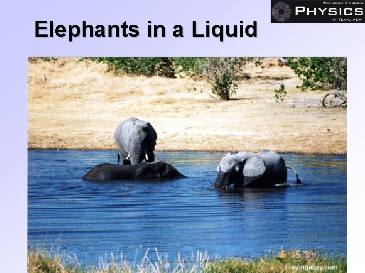 Elephants in a Liquid 