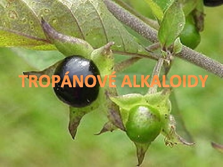 TROPÁNOVÉ ALKALOIDY 