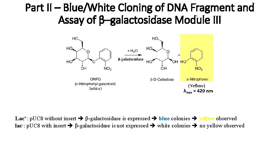 Part II – Blue/White Cloning of DNA Fragment and Assay of β–galactosidase Module III