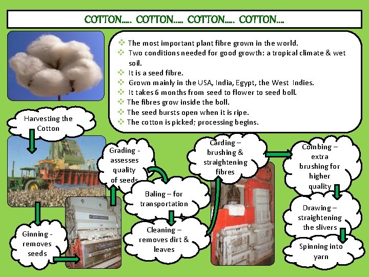 COTTON…. . COTTON…. v The most important plant fibre grown in the world. Harvesting