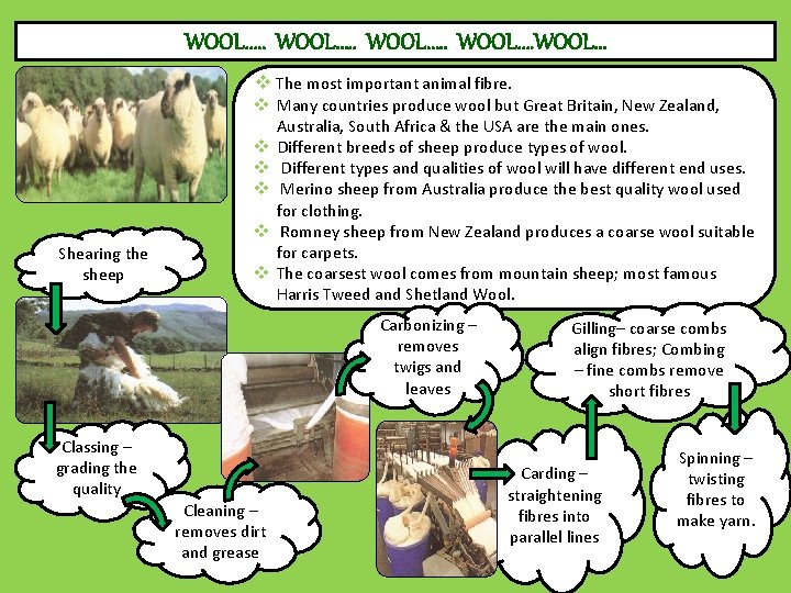 WOOL…. . WOOL… v The most important animal fibre. Shearing the sheep v Many