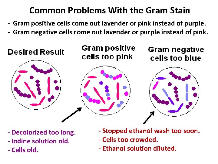 Common Problems With the Gram Stain - Gram positive cells come out lavender or