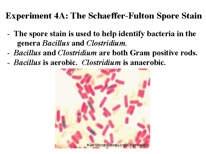 Experiment 4 A: The Schaeffer-Fulton Spore Stain - The spore stain is used to