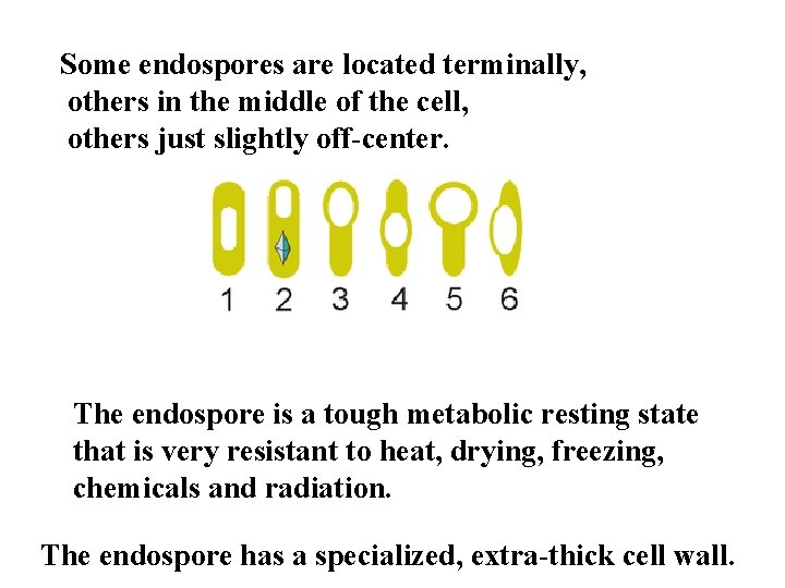 Some endospores are located terminally, others in the middle of the cell, others just