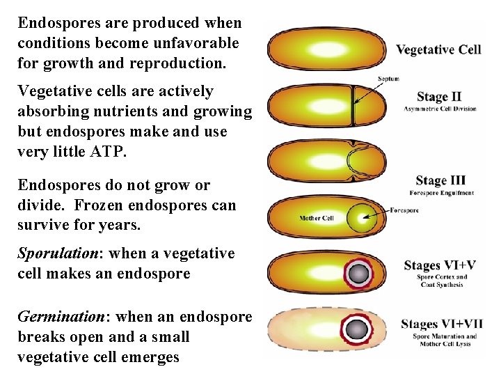 Endospores are produced when conditions become unfavorable for growth and reproduction. Vegetative cells are