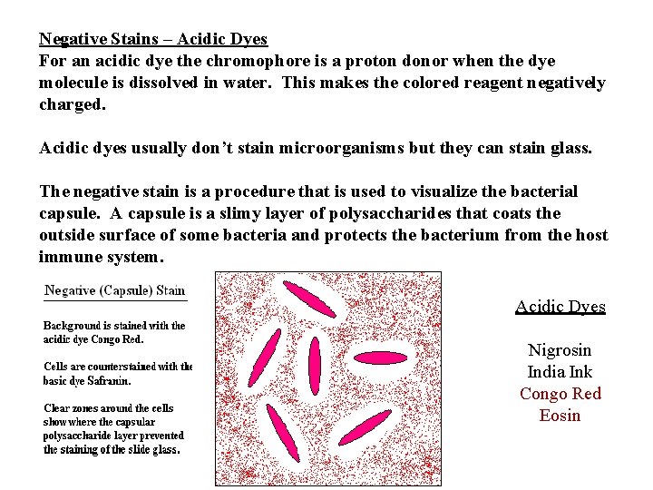Negative Stains – Acidic Dyes For an acidic dye the chromophore is a proton