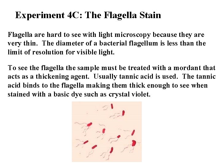 Experiment 4 C: The Flagella Stain Flagella are hard to see with light microscopy