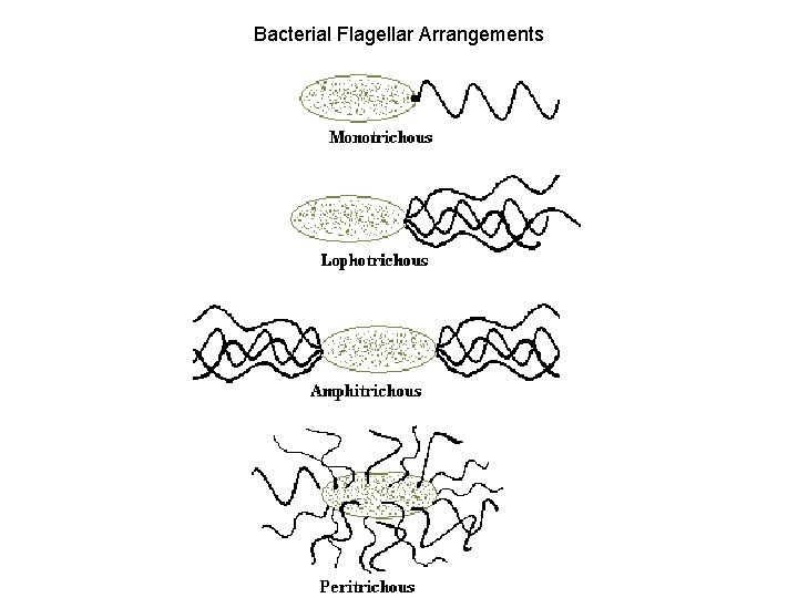 Bacterial Flagellar Arrangements 