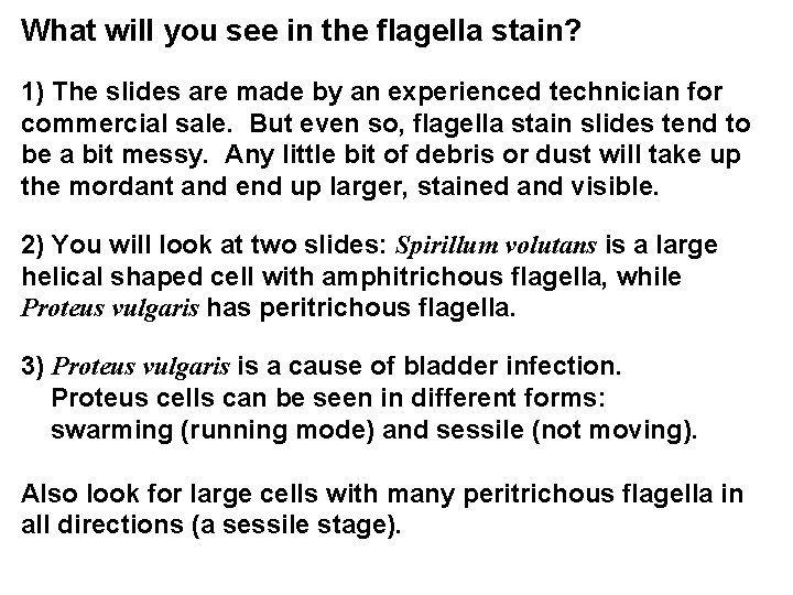 What will you see in the flagella stain? 1) The slides are made by