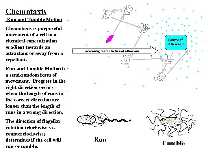 Chemotaxis Run and Tumble Motion Chemotaxis is purposeful movement of a cell in a