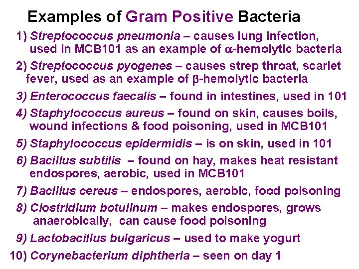 Examples of Gram Positive Bacteria 1) Streptococcus pneumonia – causes lung infection, used in