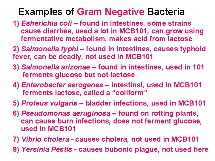  Examples of Gram Negative Bacteria 1) Esherichia coli – found in intestines, some
