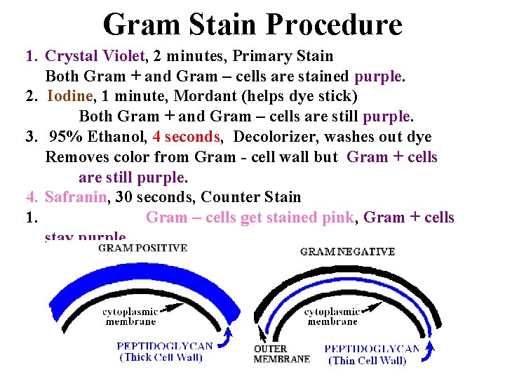 Gram Stain Procedure 1. Crystal Violet, 2 minutes, Primary Stain Both Gram + and
