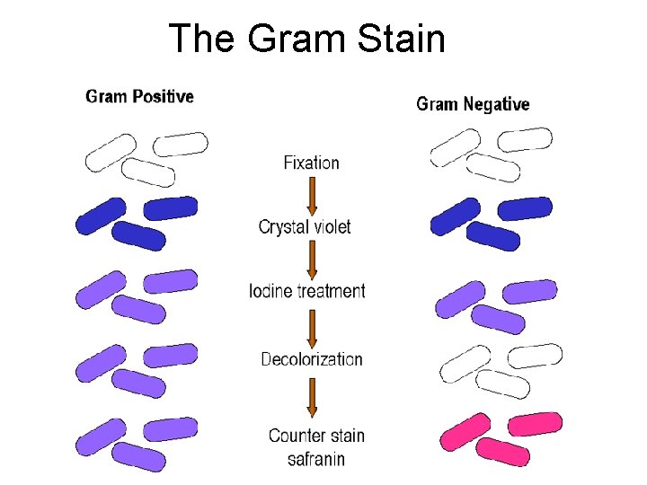 The Gram Stain 