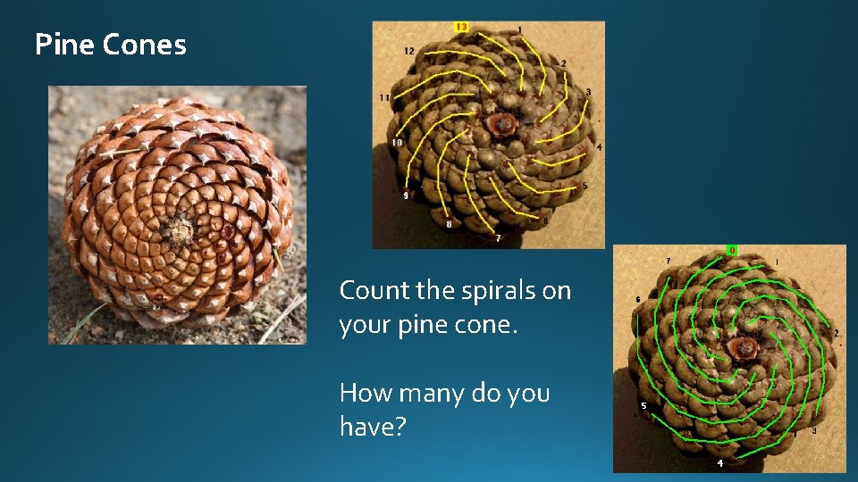 Pine Cones Count the spirals on your pine cone. How many do you have?