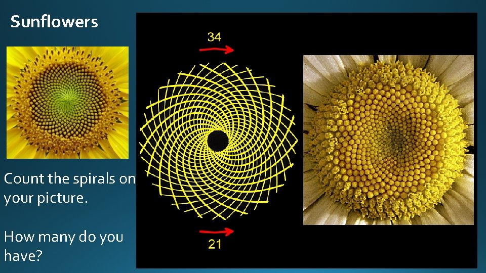 Sunflowers Count the spirals on your picture. How many do you have? 