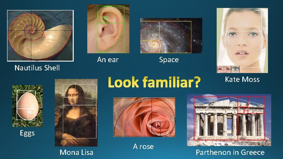 Nautilus Shell An ear Space Kate Moss Eggs Mona Lisa A rose Parthenon in