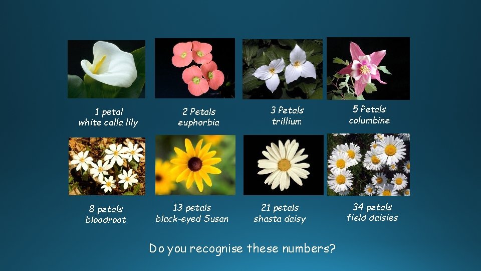 1 petal white calla lily 8 petals bloodroot 2 Petals euphorbia 13 petals black-eyed