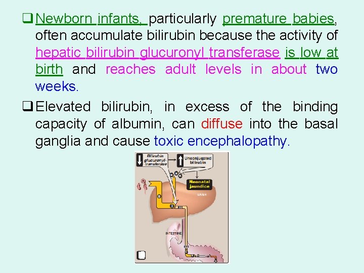 q Newborn infants, particularly premature babies, often accumulate bilirubin because the activity of hepatic