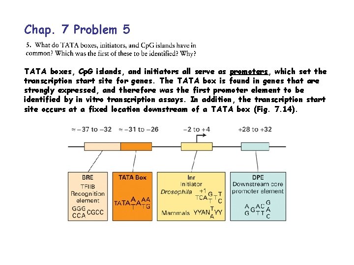 Chap. 7 Problem 5 TATA boxes, Cp. G islands, and initiators all serve as