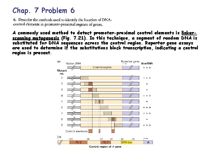 Chap. 7 Problem 6 A commonly used method to detect promoter-proximal control elements is